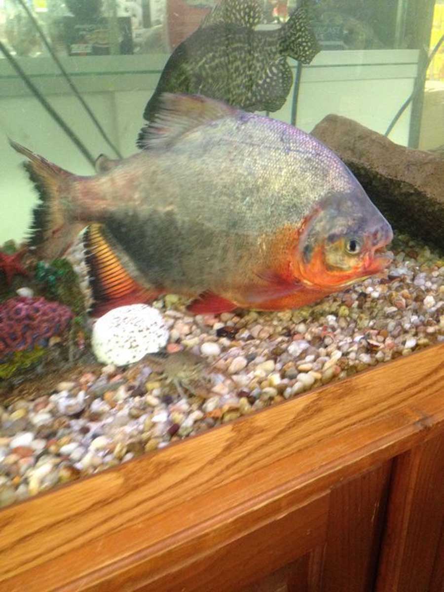 Human-toothed fish found only in South American countries like Peru ...